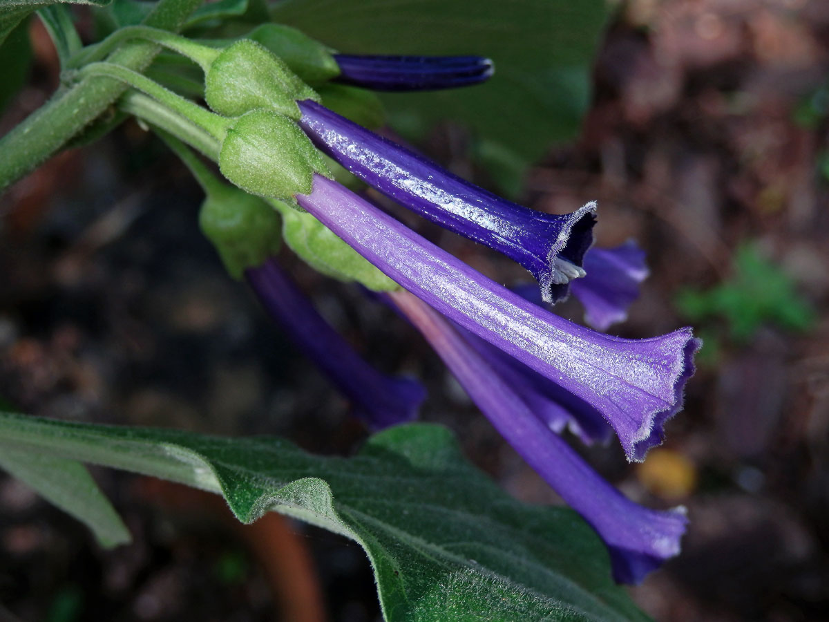 Iochroma cyanea M. L. Green