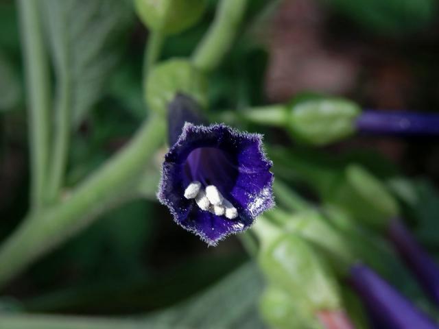 Iochroma cyanea M. L. Green