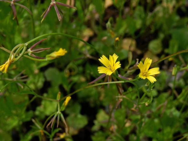 Kosatka hvězdovitá (Rhagadiolus stellatus (L.) Gaertn.)