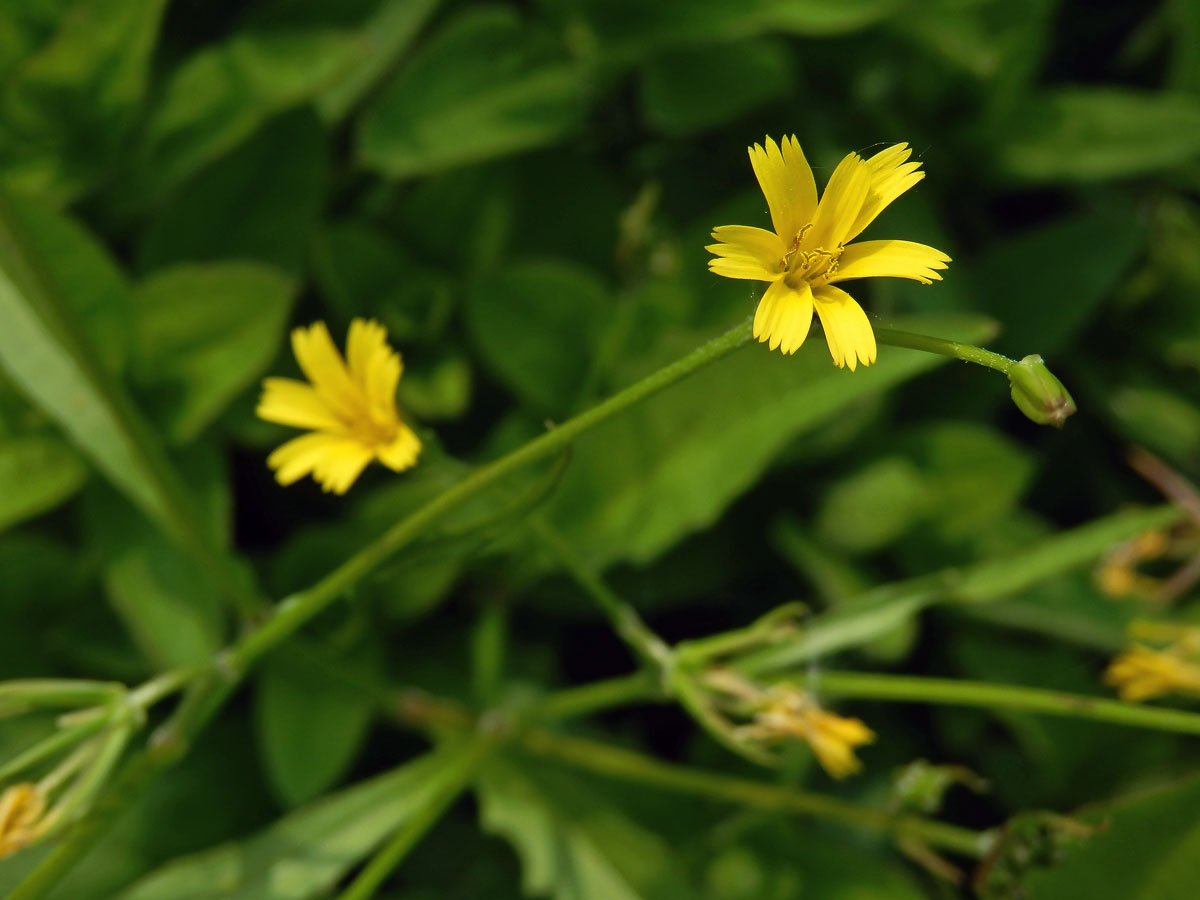 Kosatka hvězdovitá (Rhagadiolus stellatus (L.) Gaertn.)