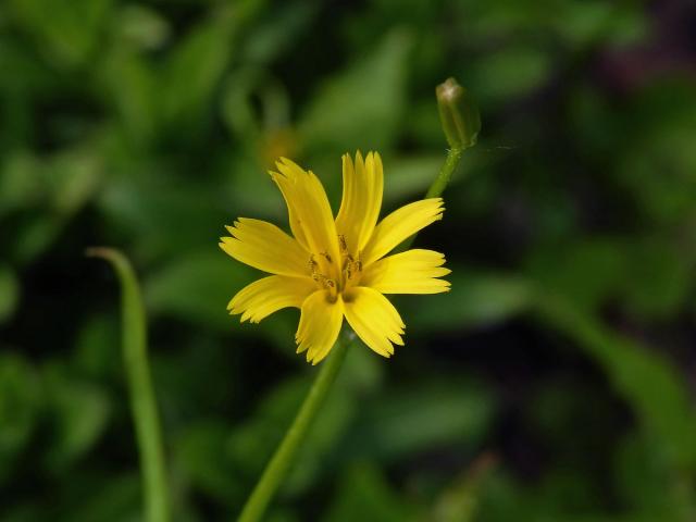 Kosatka hvězdovitá (Rhagadiolus stellatus (L.) Gaertn.)