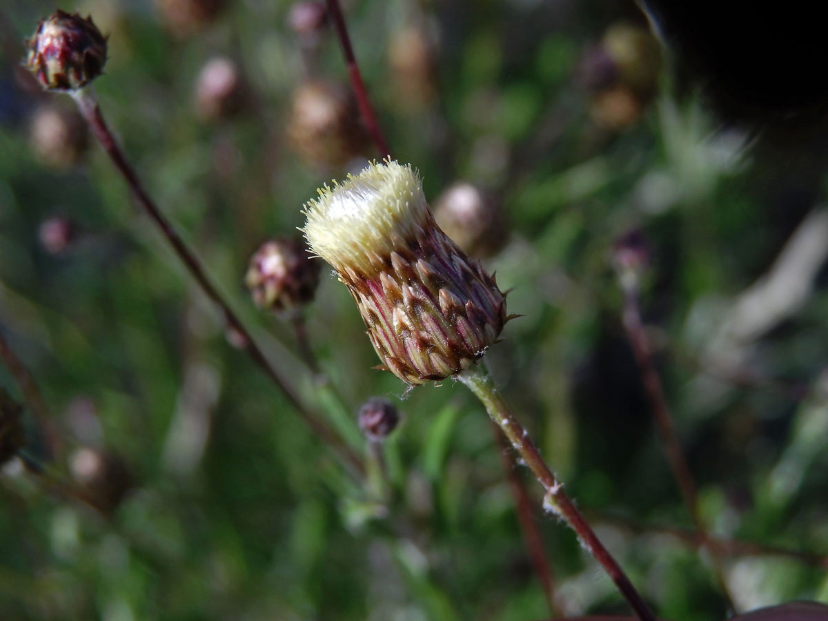 Phagnalon rupestre (L.) DC.