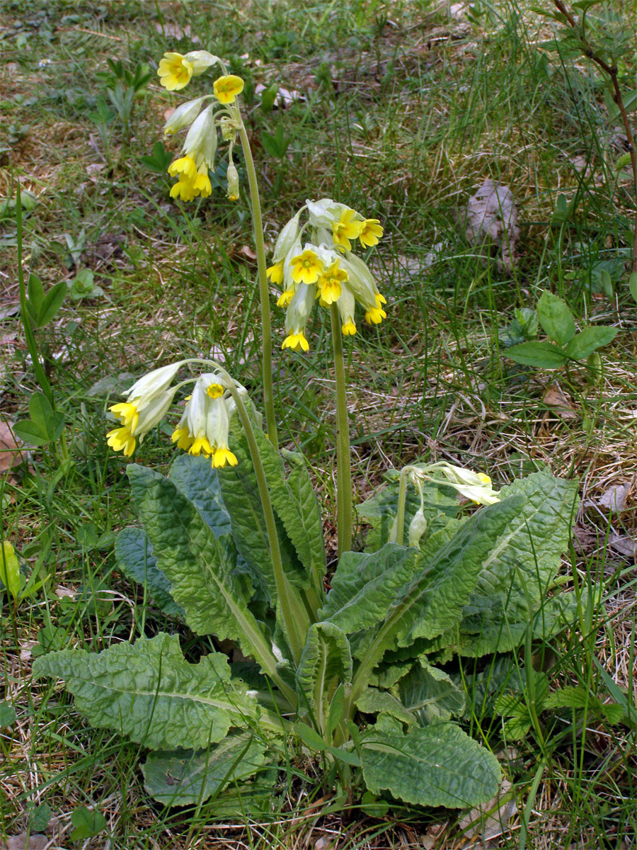 Prvosenka jarní (Primula veris L.)