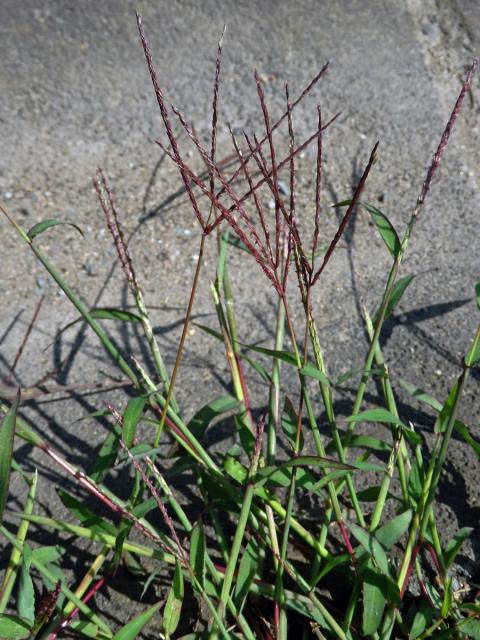 Rosička krvavá (Digitaria sanguinalis (L.) Scop.)