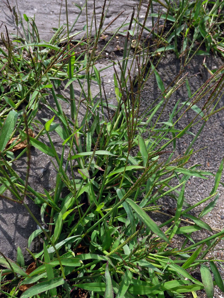 Rosička krvavá (Digitaria sanguinalis (L.) Scop.)