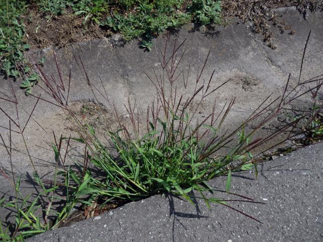 Rosička krvavá (Digitaria sanguinalis (L.) Scop.)