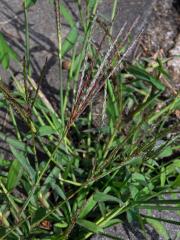 Rosička krvavá (Digitaria sanguinalis (L.) Scop.)