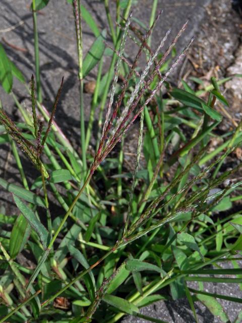 Rosička krvavá (Digitaria sanguinalis (L.) Scop.)