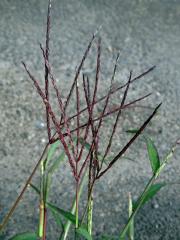 Rosička krvavá (Digitaria sanguinalis (L.) Scop.)