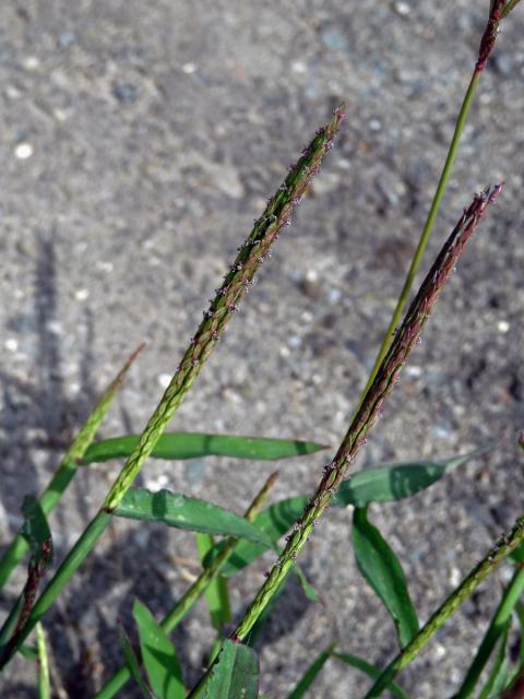 Rosička krvavá (Digitaria sanguinalis (L.) Scop.)