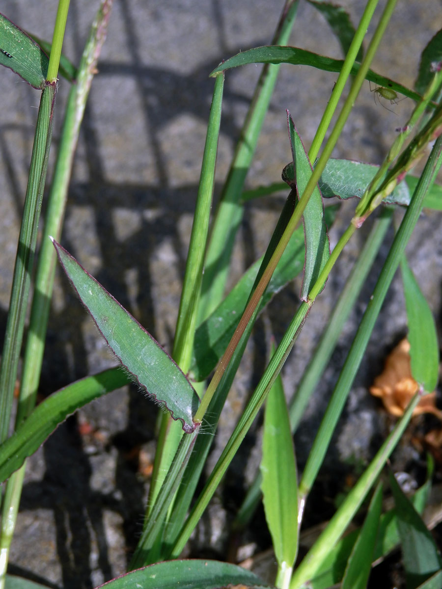 Rosička krvavá (Digitaria sanguinalis (L.) Scop.)