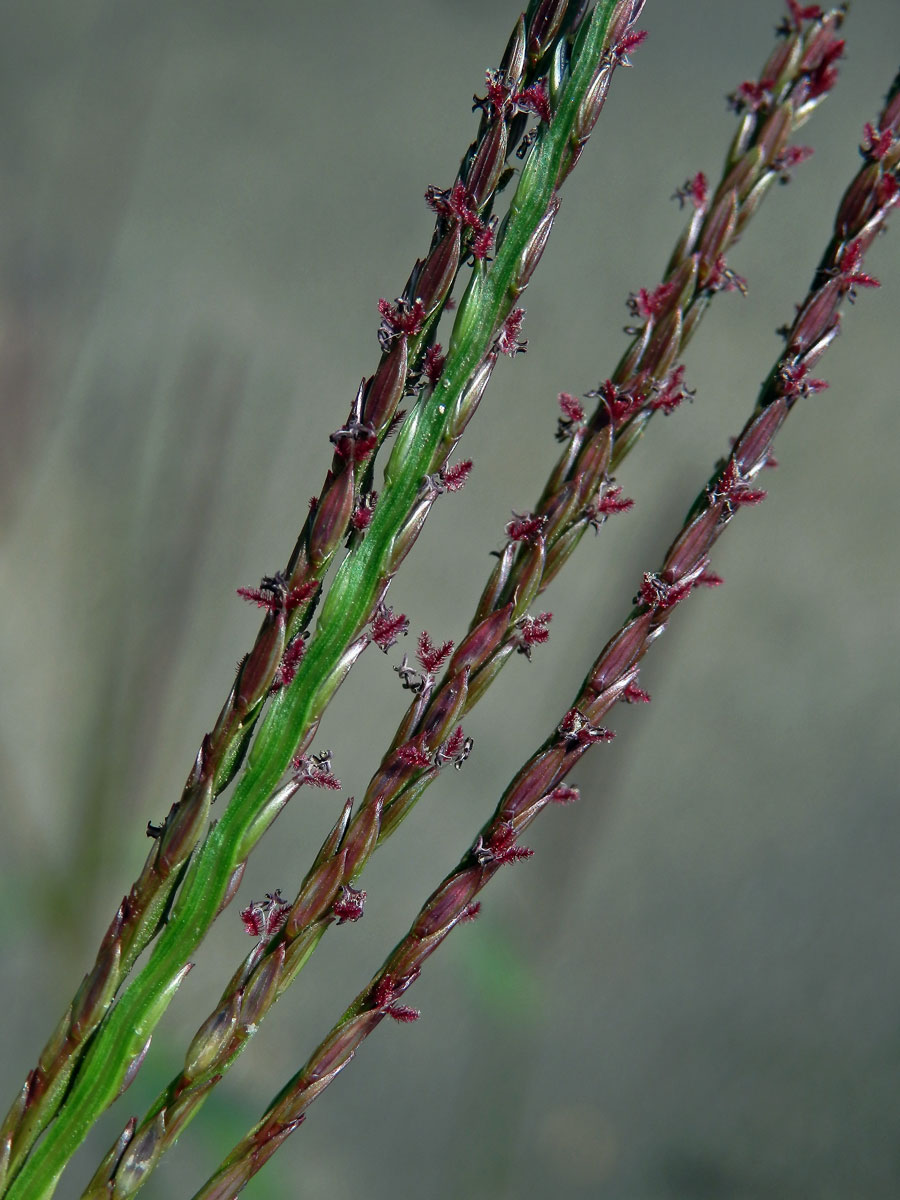 Rosička krvavá (Digitaria sanguinalis (L.) Scop.)