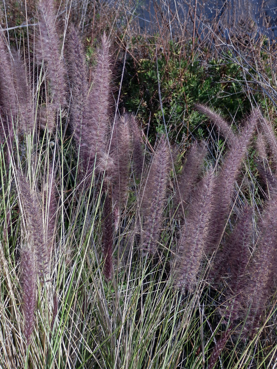 Dochan japonský (Pennisetum alopecuroides (L.) Spreng.)