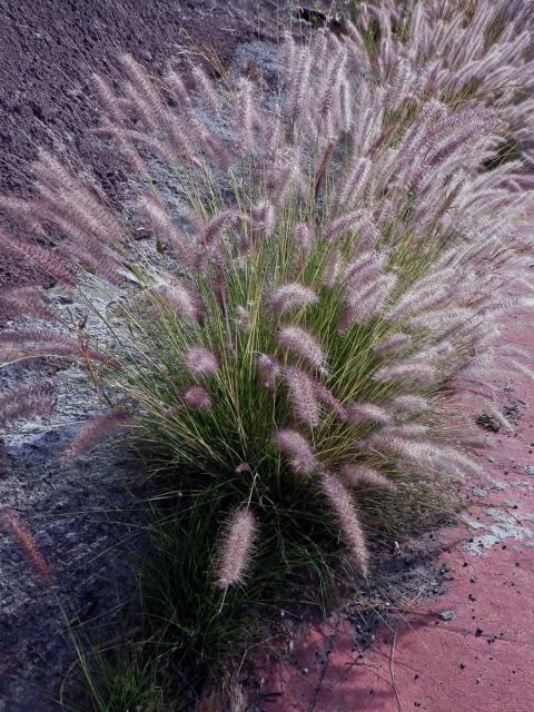 Dochan japonský (Pennisetum alopecuroides (L.) Spreng.)