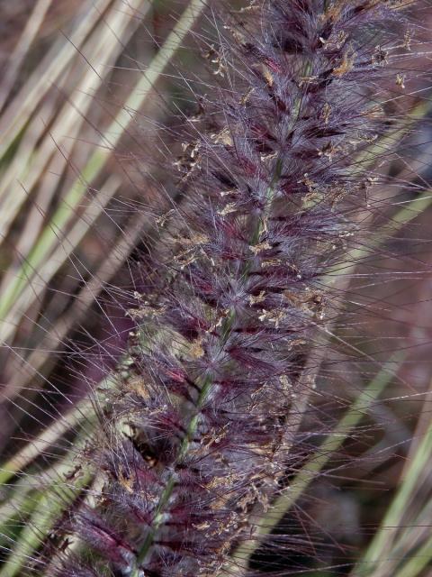 Dochan japonský (Pennisetum alopecuroides (L.) Spreng.)