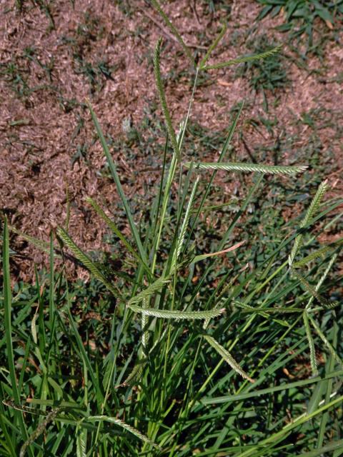 Kalužnice indická (Eleusine indica (L.) Gaertn.)