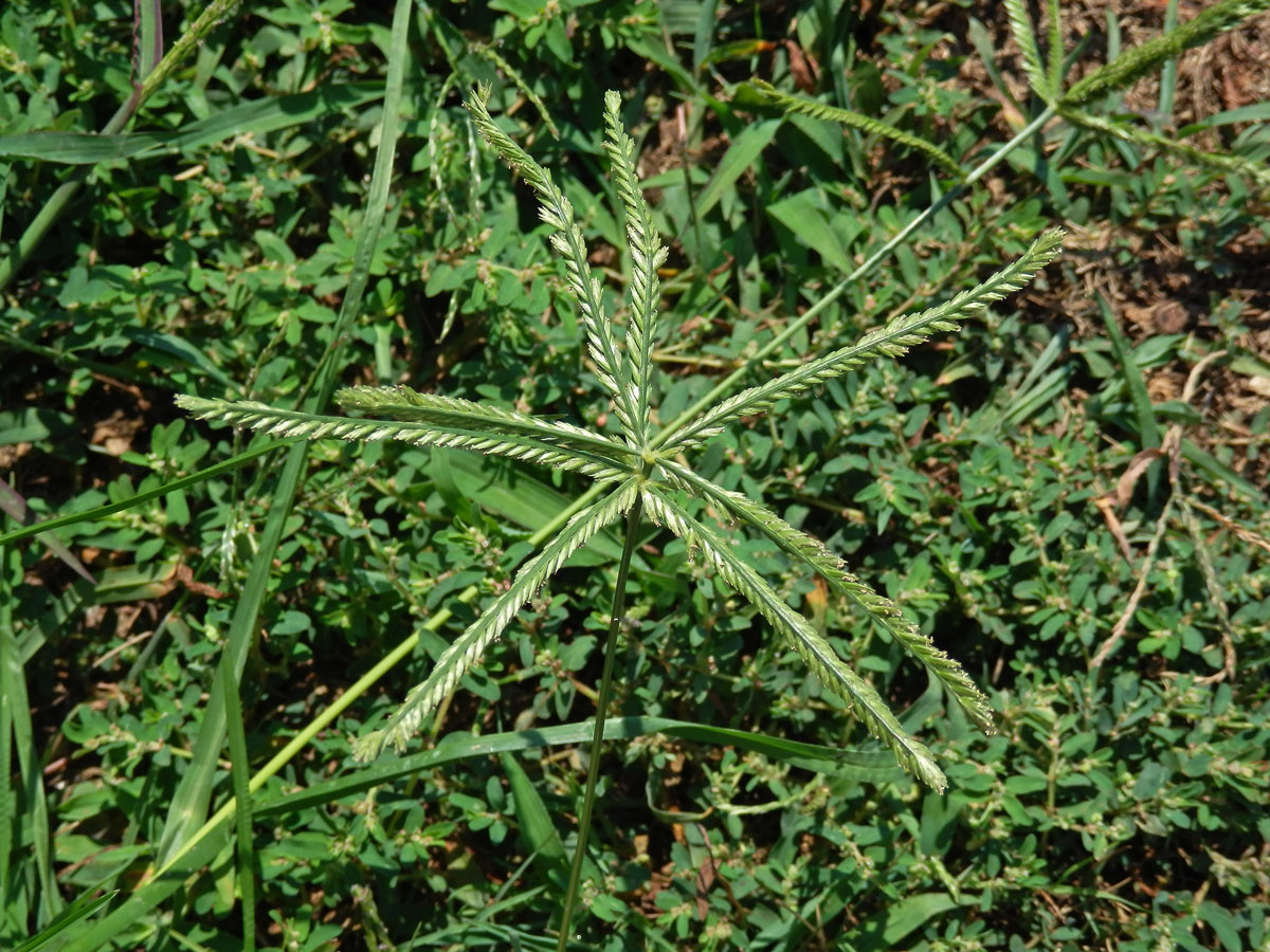 Kalužnice indická (Eleusine indica (L.) Gaertn.)