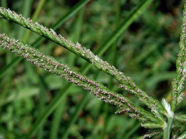 Kalužnice indická (Eleusine indica (L.) Gaertn.)