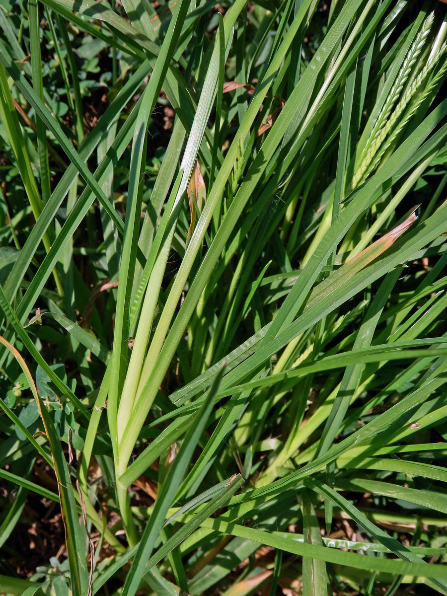 Kalužnice indická (Eleusine indica (L.) Gaertn.)