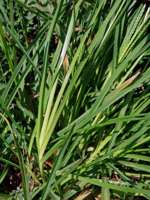 Kalužnice indická (Eleusine indica (L.) Gaertn.)