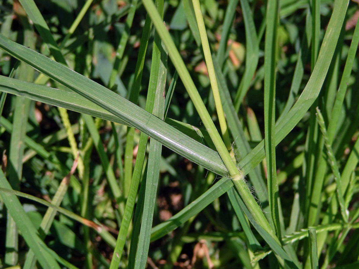 Kalužnice indická (Eleusine indica (L.) Gaertn.)