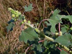 Řepeň polabská (Xanthium albinum (Widder) H. Scholz et Sukopp)