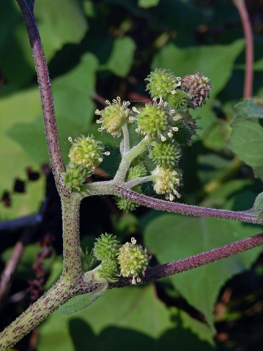 Řepeň polabská (Xanthium albinum (Widder) H. Scholz et Sukopp)