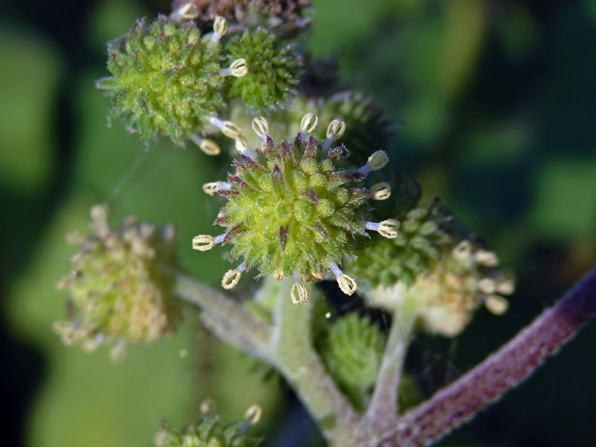 Řepeň polabská (Xanthium albinum (Widder) H. Scholz et Sukopp)