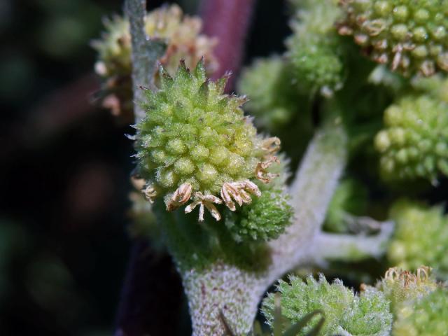 Řepeň polabská (Xanthium albinum (Widder) H. Scholz et Sukopp)