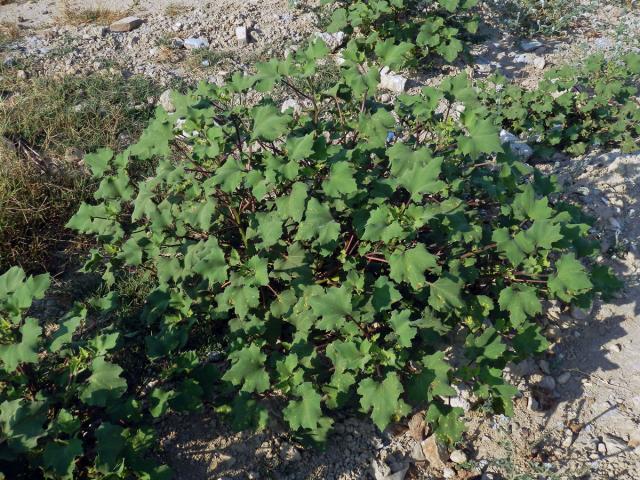 Řepeň polabská (Xanthium albinum (Widder) H. Scholz et Sukopp)