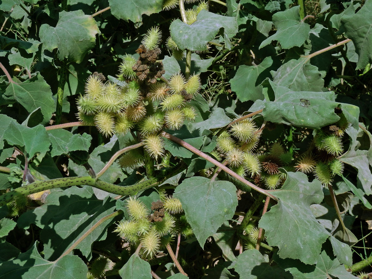 Řepeň polabská (Xanthium albinum (Widder) H. Scholz et Sukopp)