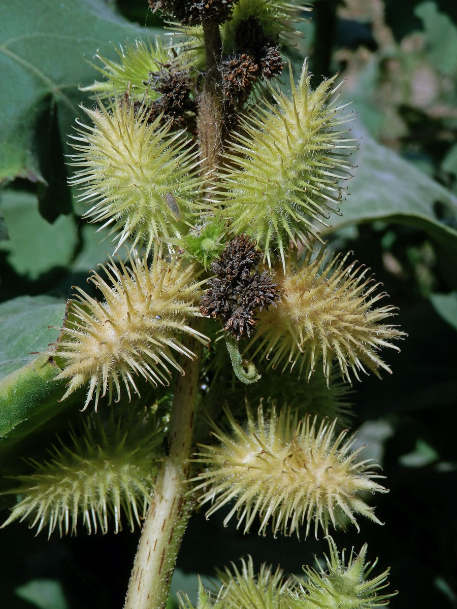 Řepeň polabská (Xanthium albinum (Widder) H. Scholz et Sukopp)