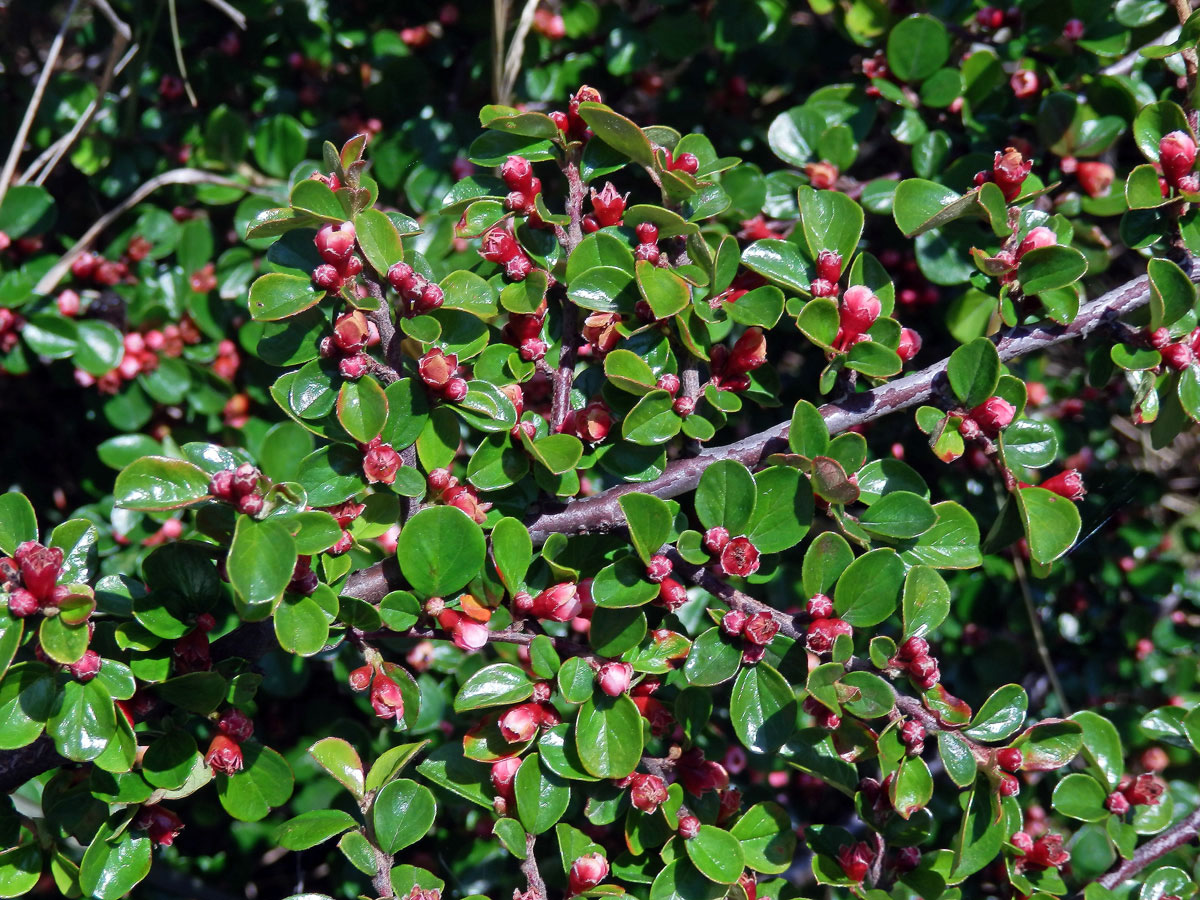 Skalník rozprostřený (Cotoneaster horizontalis Decne.)