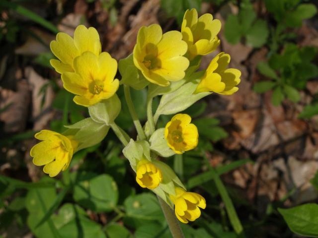 Prvosenka jarní (Primula veris L.)