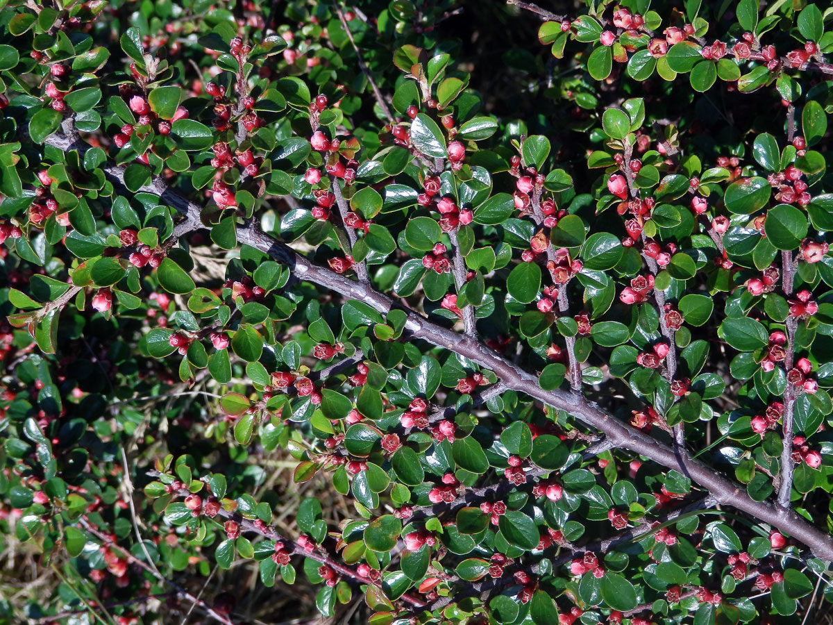 Skalník rozprostřený (Cotoneaster horizontalis Decne.)