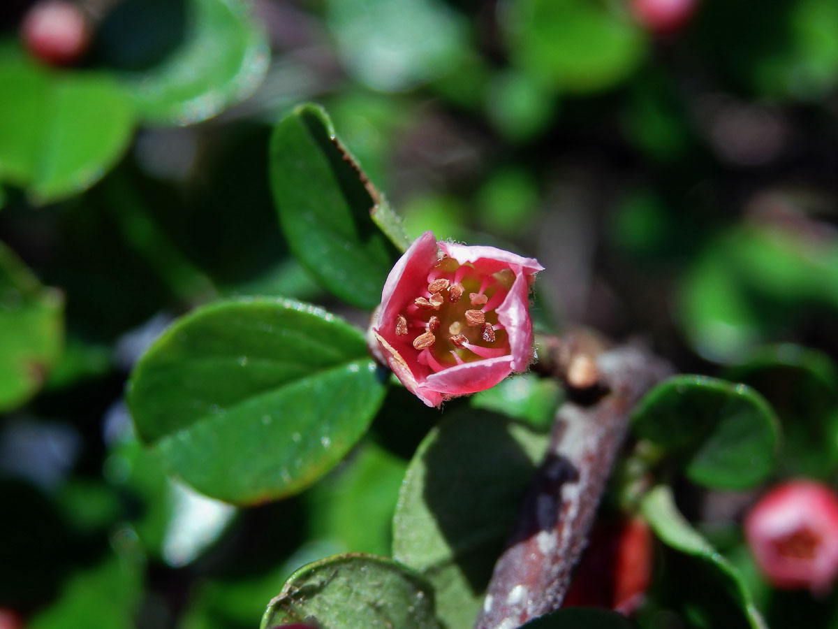 Skalník rozprostřený (Cotoneaster horizontalis Decne.)