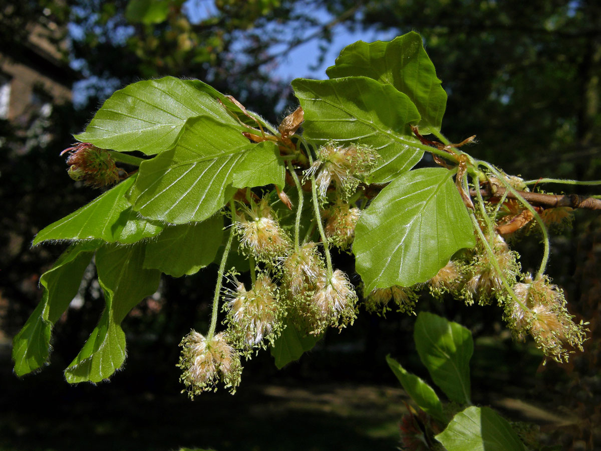 Buk lesní (Fagus sylvatica L.)