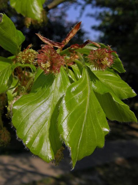 Buk lesní (Fagus sylvatica L.)