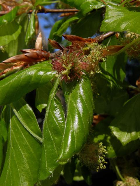 Buk lesní (Fagus sylvatica L.)