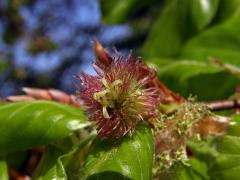 Buk lesní (Fagus sylvatica L.)