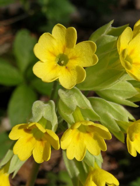 Prvosenka jarní (Primula veris L.)