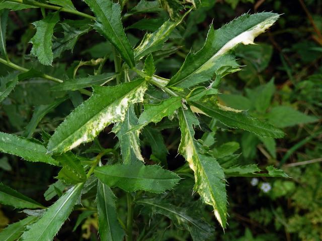 Pcháč oset (Cirsium arvense (L.) Scop.), rostlina s panašovanými listy (1b)