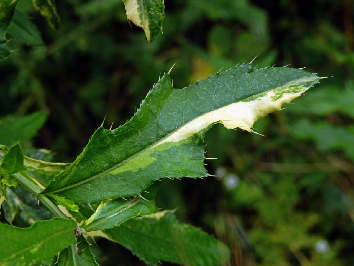 Pcháč oset (Cirsium arvense (L.) Scop.), rostlina s panašovanými listy (1d)