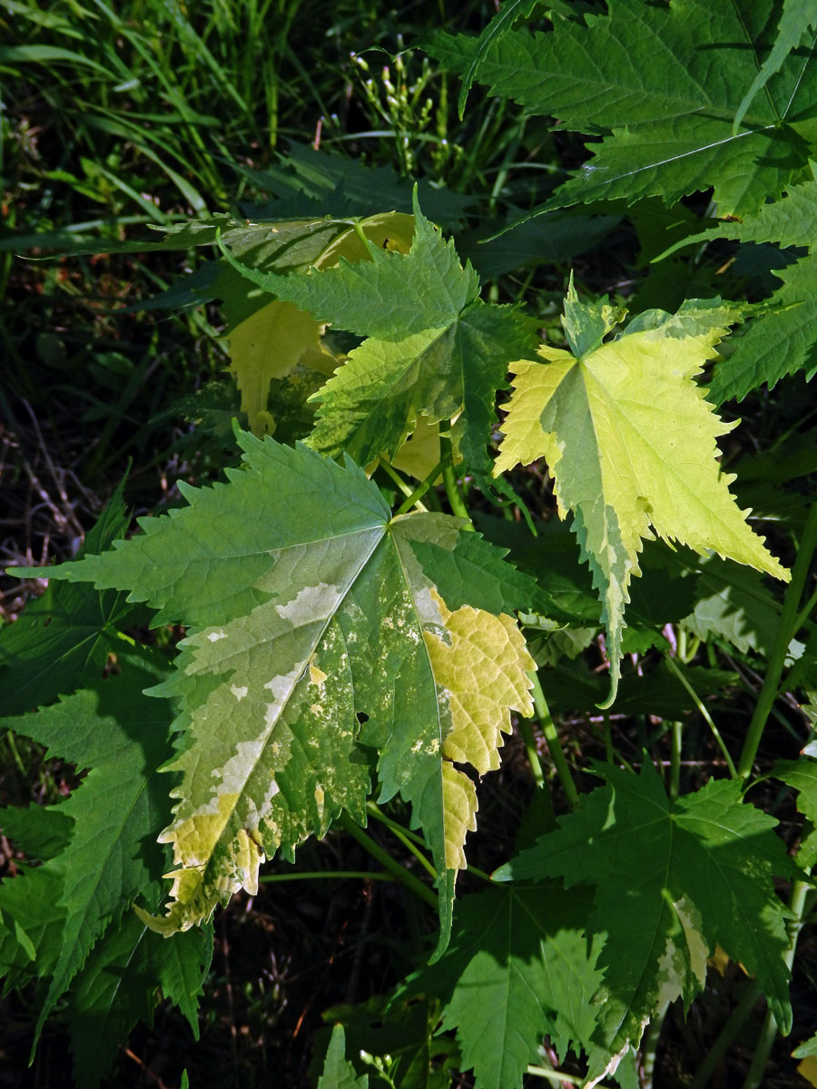 Vlákeň kosolistá (Sida rhombifolia L.) s panašovanými listy (1b)