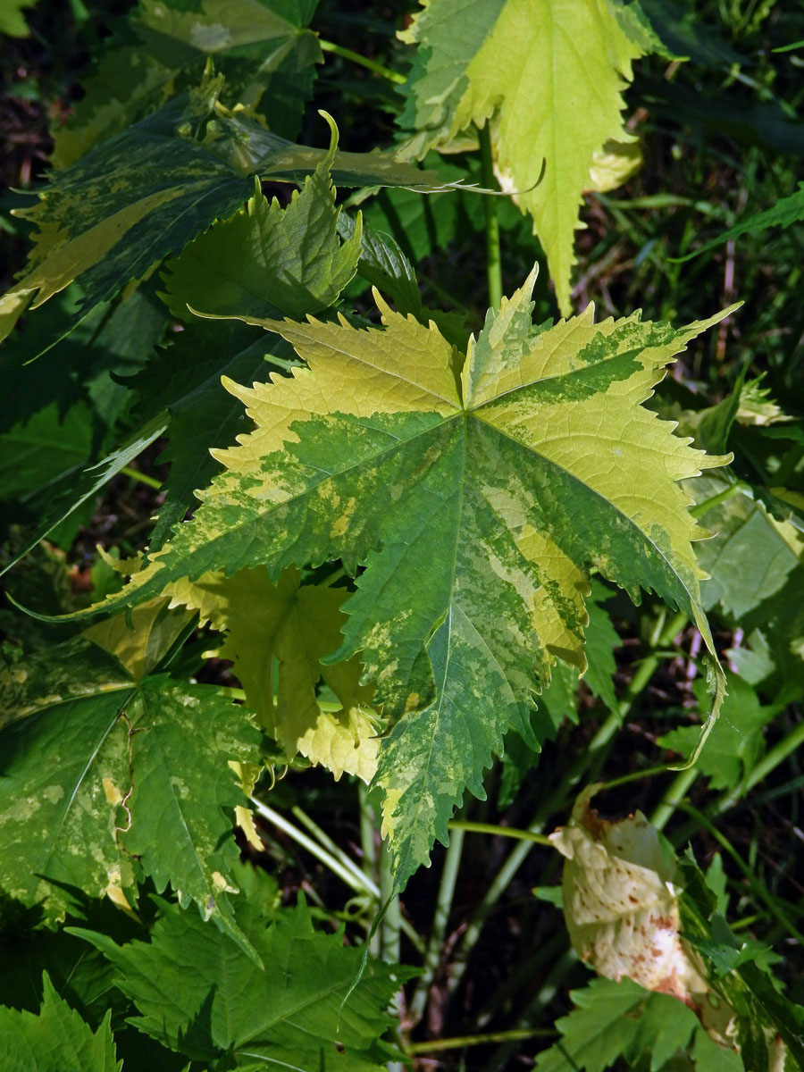 Vlákeň kosolistá (Sida rhombifolia L.) s panašovanými listy (1c)