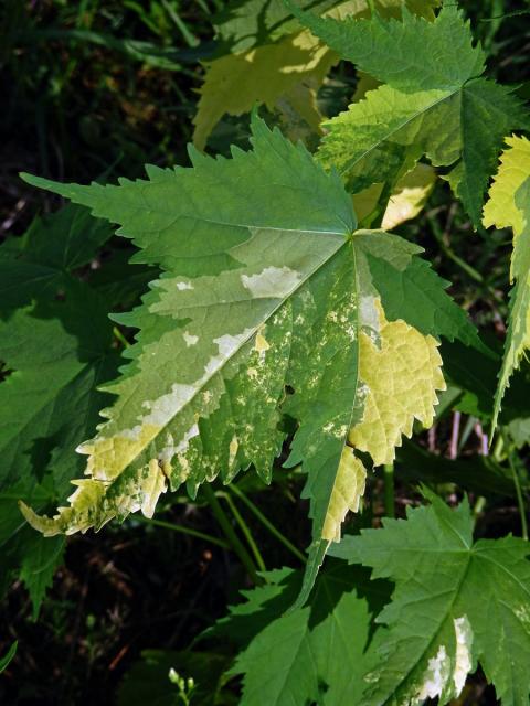 Vlákeň kosolistá (Sida rhombifolia L.) s panašovanými listy (1e)