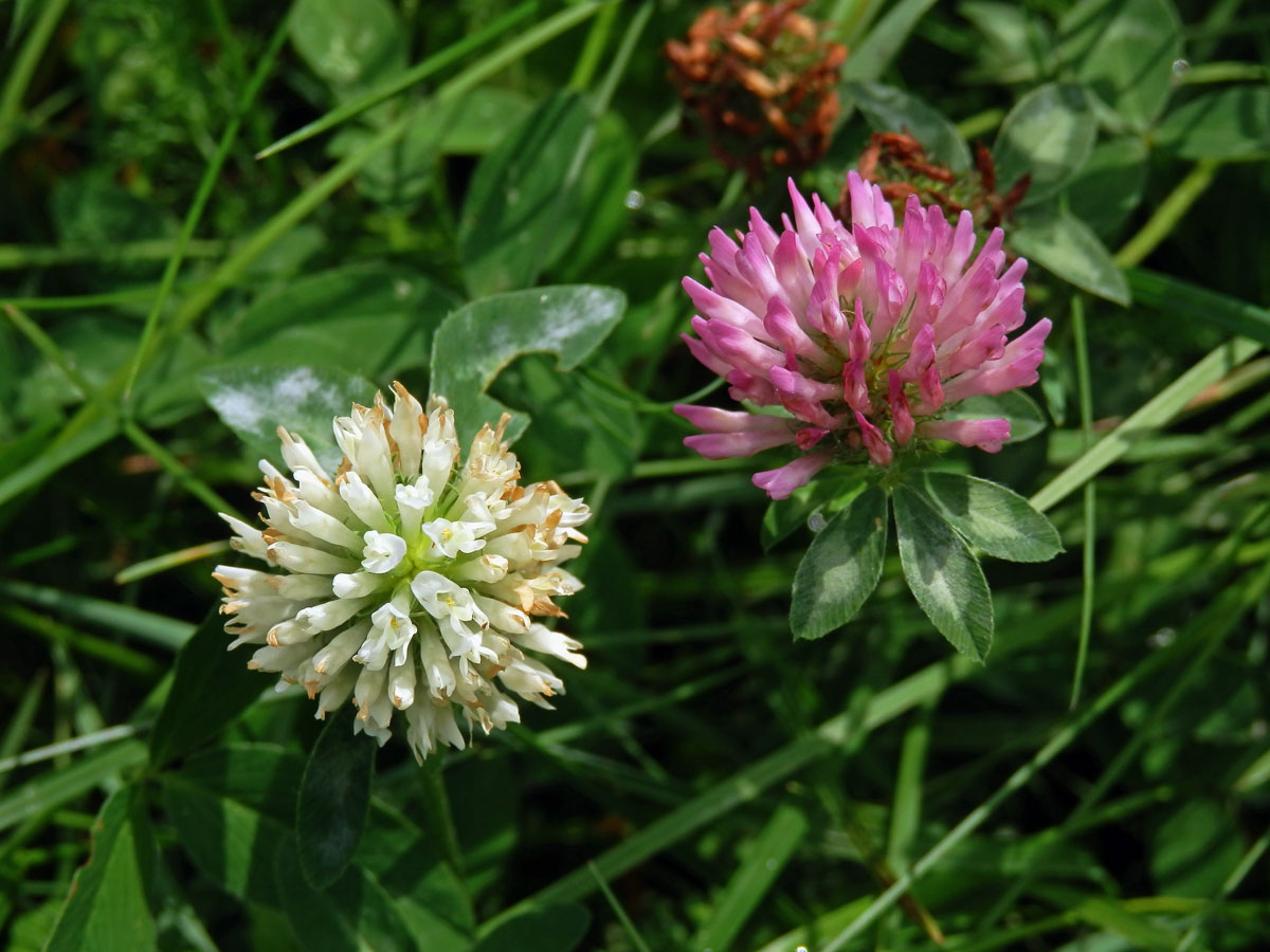 Jetel luční (Trifolium pratense L.) s květy bílé barvy (2)