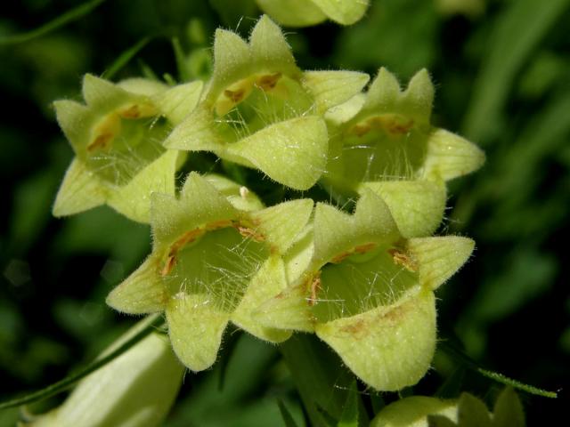 Náprstník žlutý (Digitalis lutea L.)