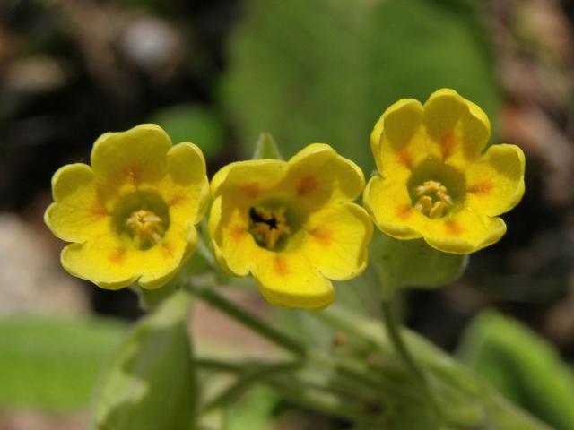 Prvosenka jarní (Primula veris L.)