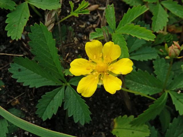 Mochna plazivá (Potentilla reptans L.) s šestičetným květem (2)